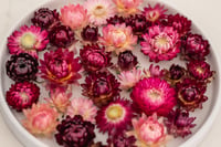 Image 5 of 60 Strawflower Heads - Pink
