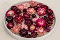Image 6 of 60 Strawflower Heads - Pink