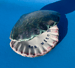 Image of Ceramic Shell Trinket Dish - Sea Witch // Roger's Green