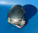 Image of Ceramic Shell Trinket Dish - Sea Witch // Roger's Green