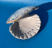 Image of Ceramic Shell Trinket Dish - Siren // MicroPearl