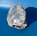 Image of Ceramic Shell Trinket Dish - Siren // MicroPearl