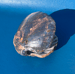 Image of Ceramic Shell Trinket Dish - Sea Witch // Winterwood