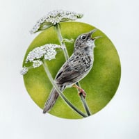 Grasshopper Warbler Original Drawing