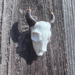 Image of Porcelain Bull Skull