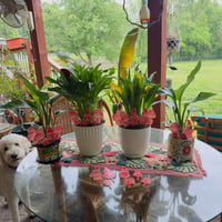Image 2 of Garden and Flower Pot Stakes - Everyday Boy Gnome with Mushrooms Set