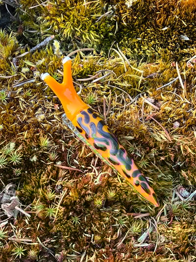 Image of Orange and Brown Boro Slug
