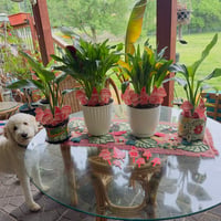 Image 4 of Garden and Flower Pot Stakes - Everyday Girl Gnome with Mushrooms Set