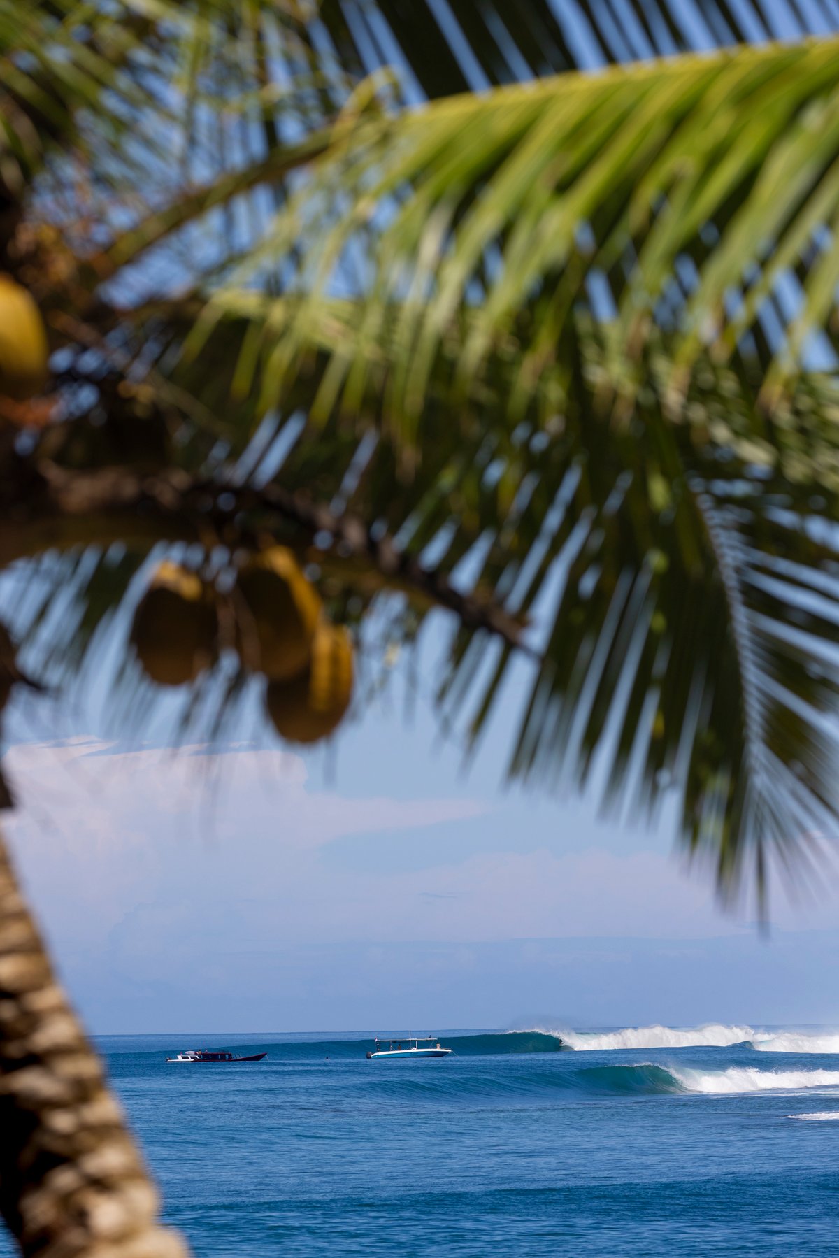 Image of Tropicality 