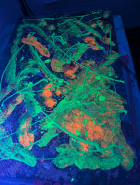 Image 2 of Neon deed, gotta massage em pokalottatwatta!