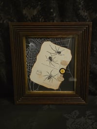 Image 2 of Antique Microscopic slide Spider - with preserved web 