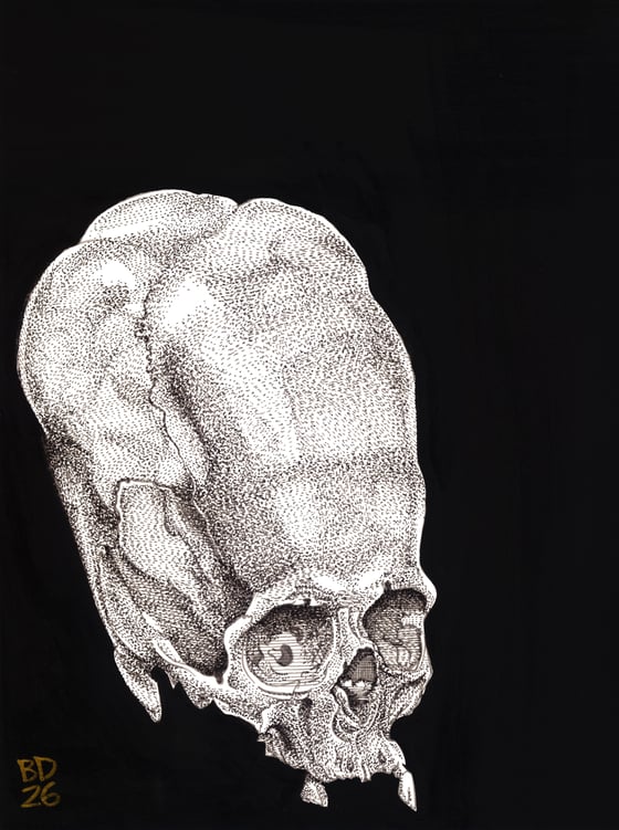 Image of Elongated Skull, 2026