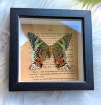 Image 1 of REAL Madagascar Sunset Moth