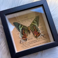 Image 2 of REAL Madagascar Sunset Moth