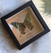 Image 3 of REAL Madagascar Sunset Moth