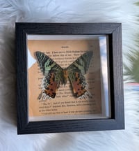 Image 4 of REAL Madagascar Sunset Moth