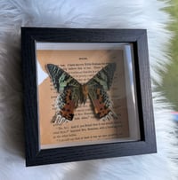 Image 5 of REAL Madagascar Sunset Moth