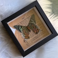 Image 6 of REAL Madagascar Sunset Moth