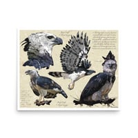 Image 1 of Harpy Eagle Study – Fine Art Print