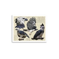 Image 2 of Harpy Eagle Study – Fine Art Print