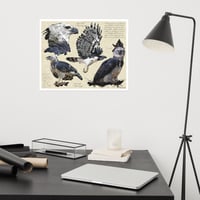 Image 3 of Harpy Eagle Study – Fine Art Print