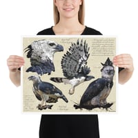 Image 4 of Harpy Eagle Study – Fine Art Print