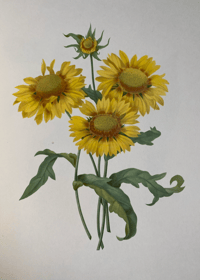 Image 6 of Redoute's Fruits and Flowers