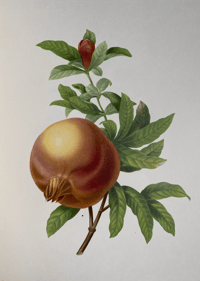 Image 7 of Redoute's Fruits and Flowers