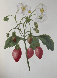 Image 9 of Redoute's Fruits and Flowers