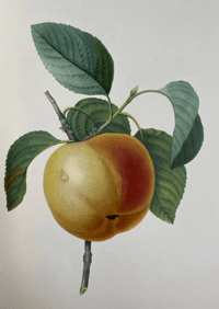 Image 3 of Redoute's Fruits and Flowers