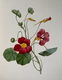 Image 4 of Redoute's Fruits and Flowers