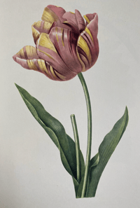 Image 2 of Redoute's Fruits and Flowers