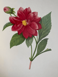 Image 10 of Redoute's Fruits and Flowers
