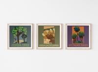 Image 1 of Joshua Tree Collection