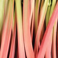British Outdoor Rhubarb