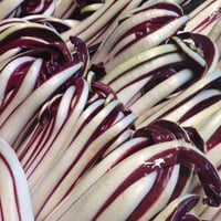 Italian Tardivo Chicory Head