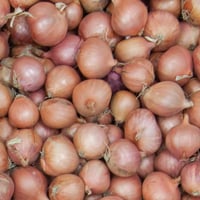 British Round Pickling Shallot for Late Season Pickled Onions!