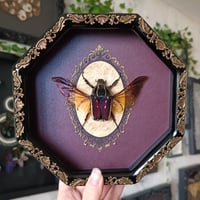 Image 1 of Giant Flowr Beetle