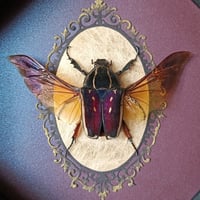 Image 2 of Giant Flowr Beetle