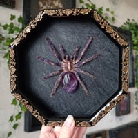 Image 1 of Gooty Sapphire Tarantula