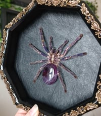 Image 2 of Gooty Sapphire Tarantula
