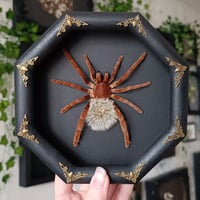 Framed Tarantula wth Blowball