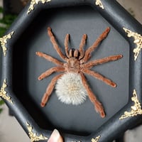 Image 2 of Framed Tarantula wth Blowball - 3