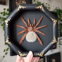 Image 1 of Framed Tarantula wth Blowball - 3