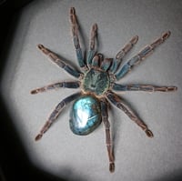 Image 2 of Greenbottle Blue Spider