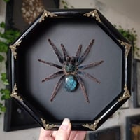 Image 1 of Greenbottle Blue Spider