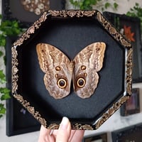 Giant Owl