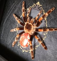 Image 2 of Mexican Redknee Tarantula