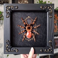 Image 1 of Mexican Redknee Tarantula