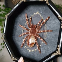 Image 2 of Brazilian White Knee Tarantula